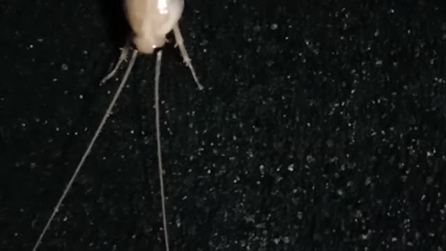 white cockroaches