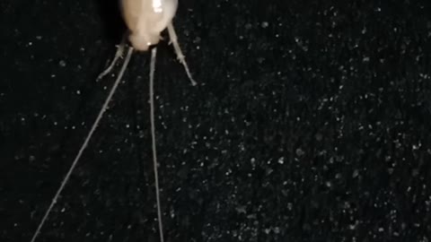 white cockroaches