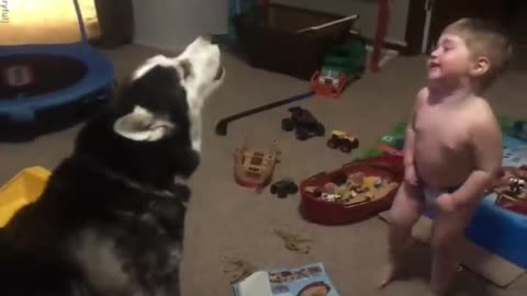 Toddler laughs as he and husky howl together!