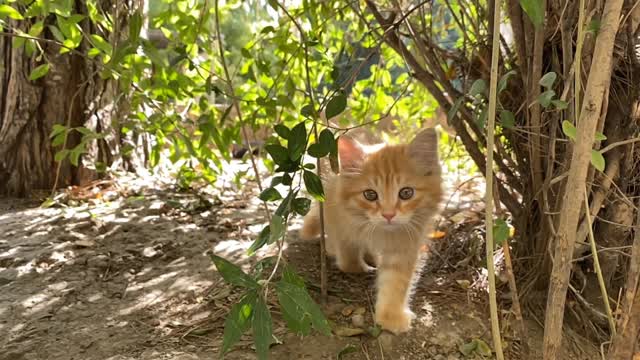 Cute cat walking in the beach, cat,