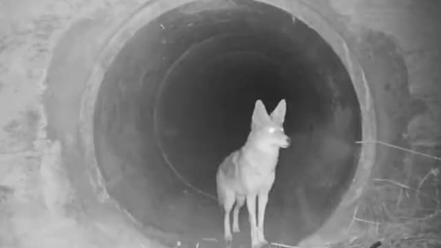 Coyote waits outside tunnel for badger friend before crossing under highway 🥺