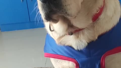 My Labrador Roxy Hates When I call Him Dog