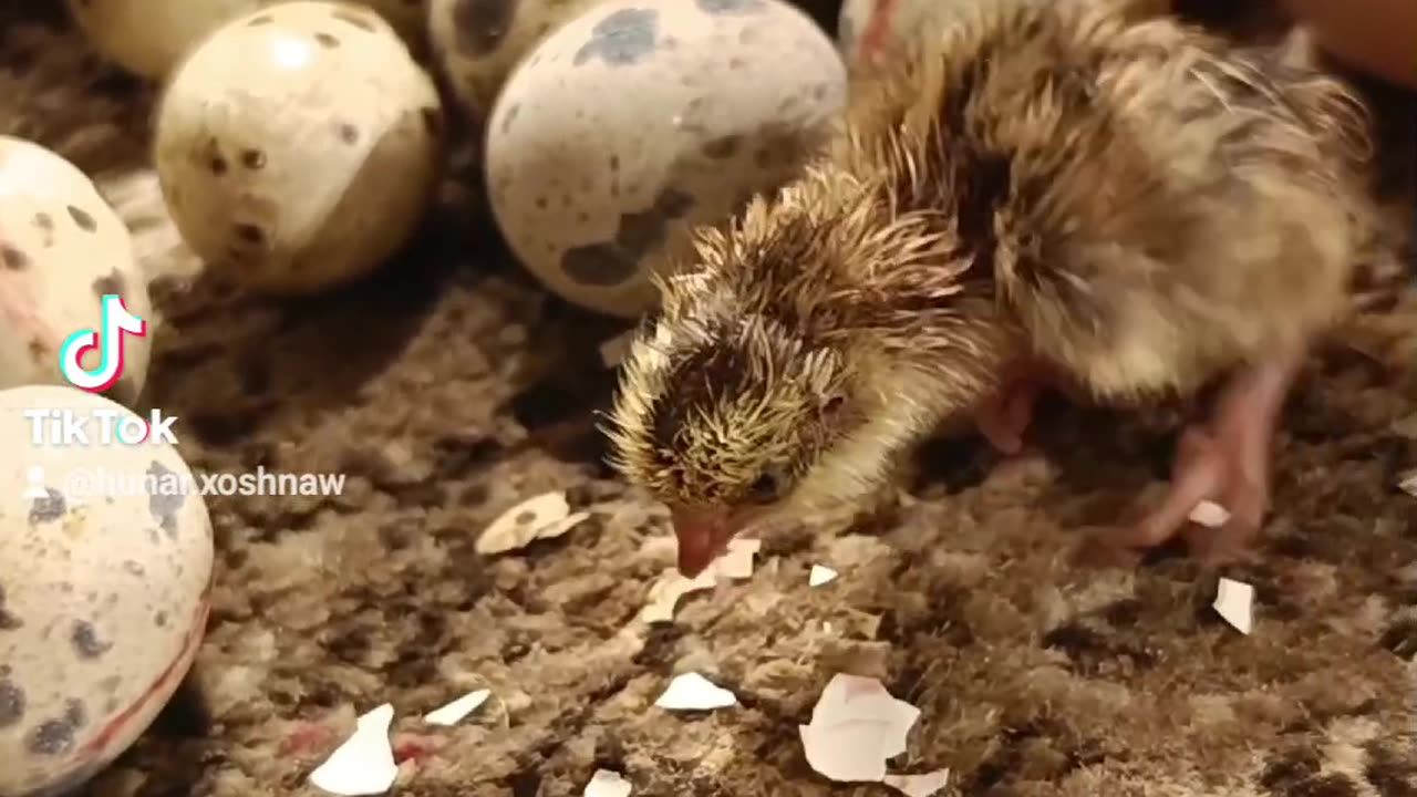 quail chick