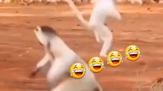 Funny monkey dance