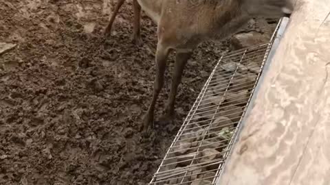 male sika deer
