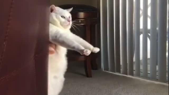 Funny Cat walking and Dancing