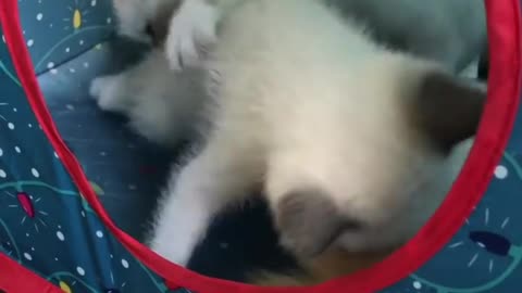 Funny chat 🐱
