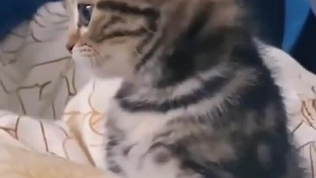 Funny Cute Kitten Cat is Playing on My Bed | Funny Animals VIdeos