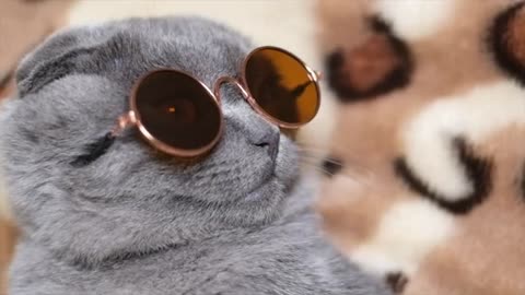 cat wearing glasses