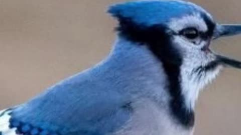 5 Facts about Blue Jay Birds #shorts