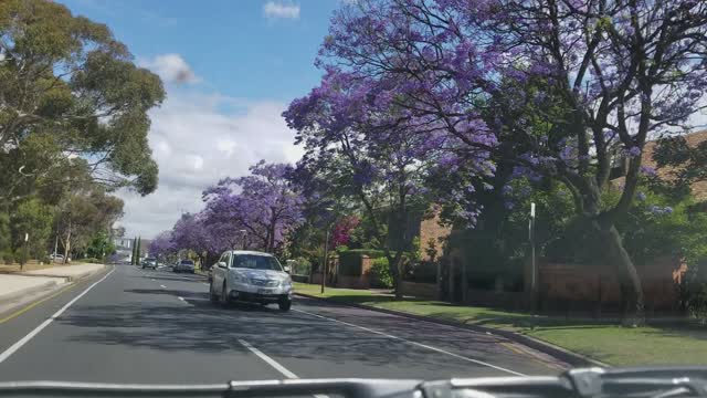 2019-11-30 North Adelaide Jacaranda 01