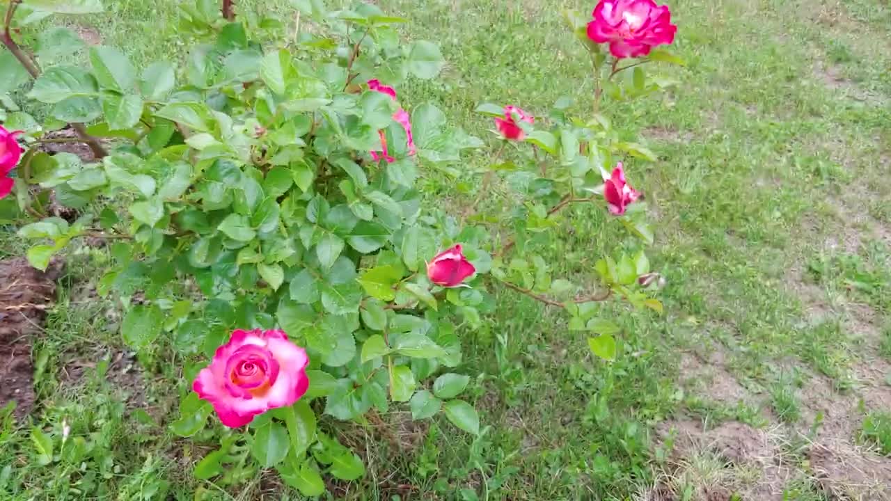 Stunning Roses 🌹 and Evening Birds 🐦 NO COLOR ENHANCEMENT USED