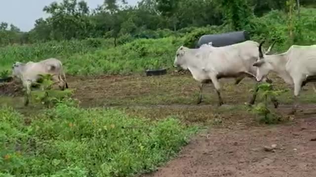 Raising Cows