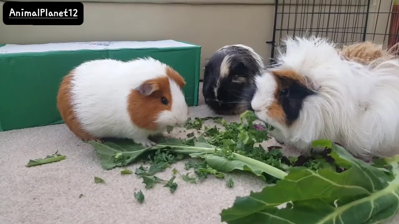 Boyfriend scared my guinea pig_ AnimalPlanet12 _(720P_HD).mp4