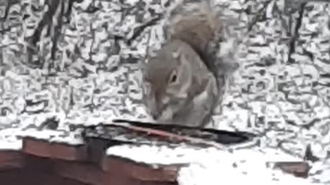 Squirrel eating in the snow