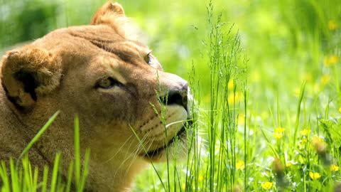 Lioness