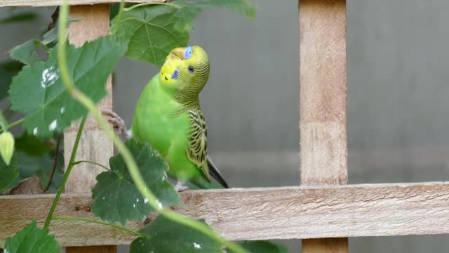 Parrot 🐦 fight