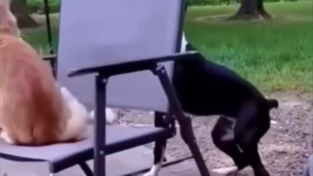 THE BEST OF SMART, CUTE AND FUNNY ANIMAL VIDEOS