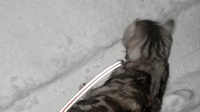 The cat is exploring the snow.