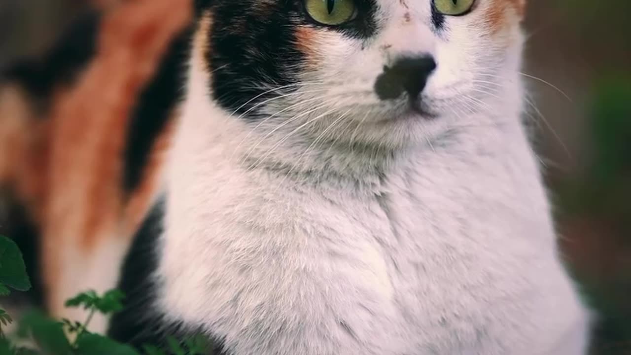 Beautiful cat