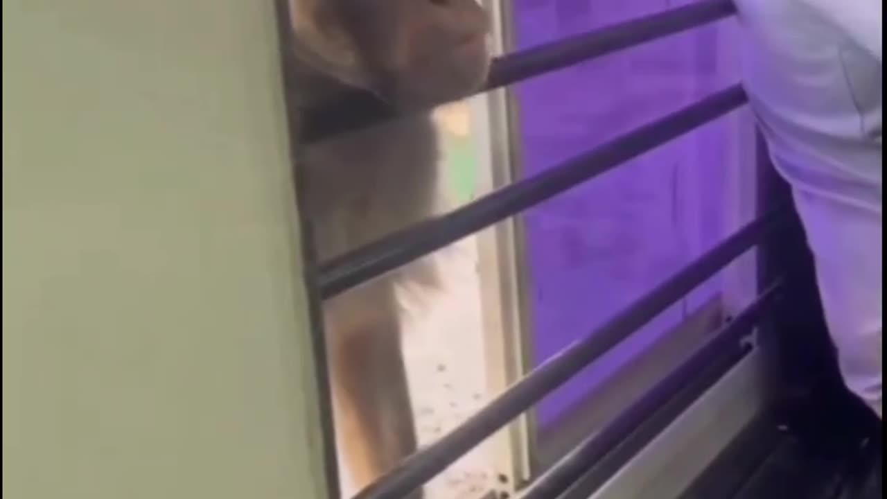 "The monkey saw children studying."