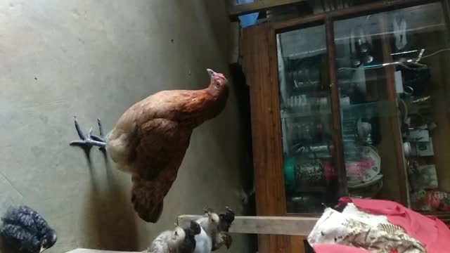 Chicken At My Home