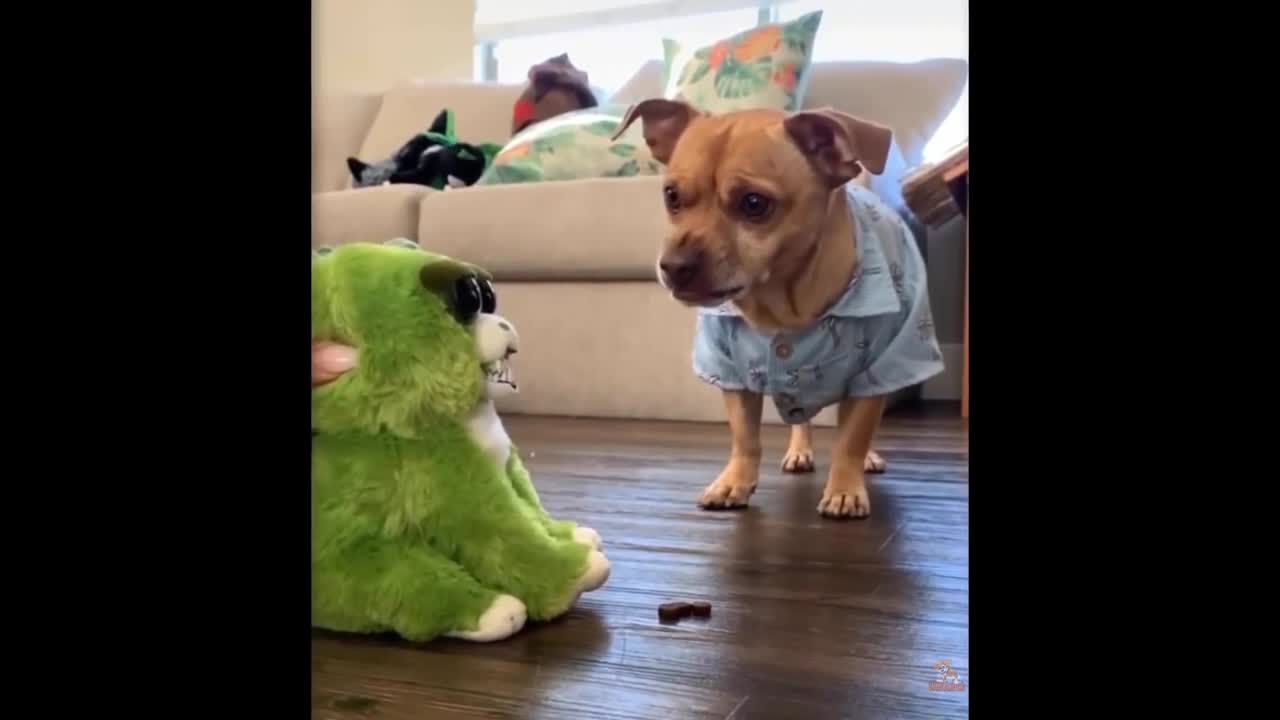 Most funny cat and dog reaction to toys