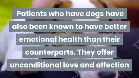 Benefits of Dog in human life