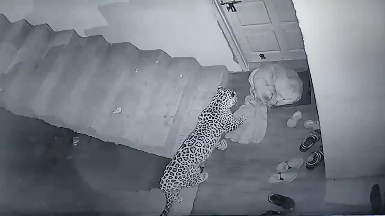 Leopard attacks neighbours dog at my Home (Original )