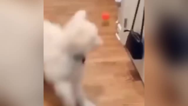 Funny Cat Video