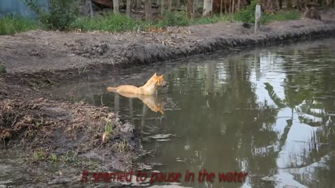 Funny cat 🐈 😻 animal