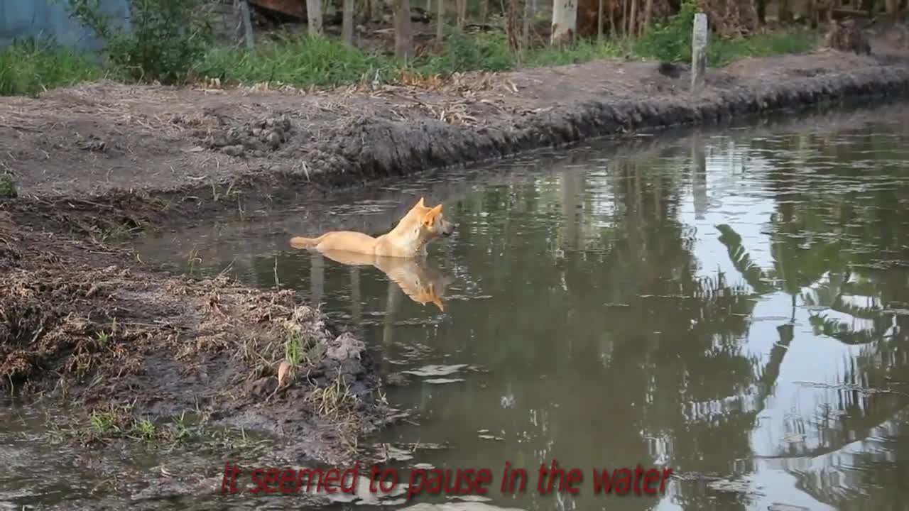 Funny cat 🐈 😻 animal