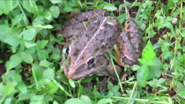 Indian Hoplobatrachus tigerinus Close-up