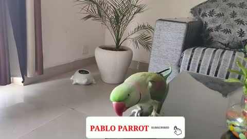 Pablo Mummy ka Cute Baccha hai aur Talking me iss Parrot ka koi jawab Nhip6