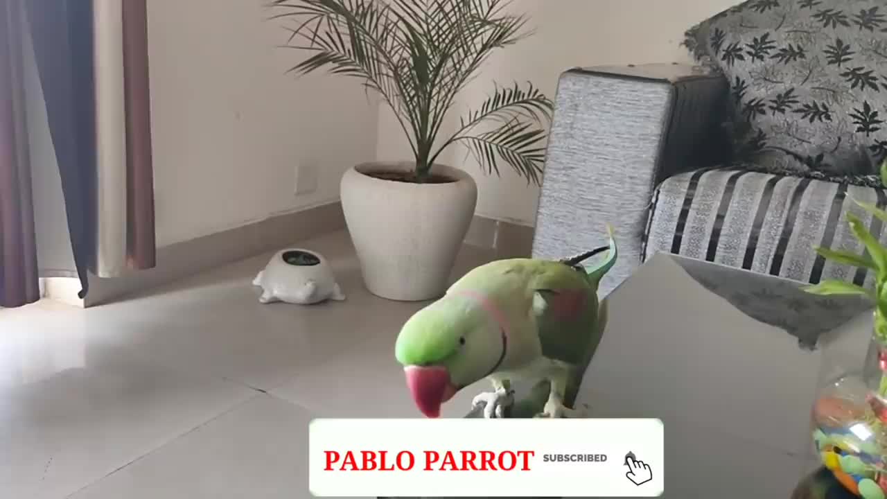 Pablo Mummy ka Cute Baccha hai aur Talking me iss Parrot ka koi jawab Nhip6