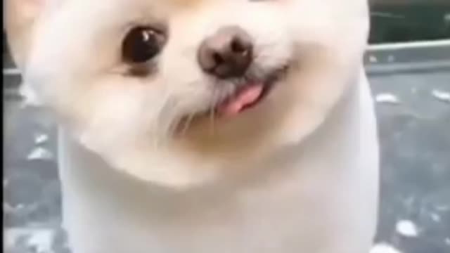 Cute puppy video🐶🐶🐶🐶🐶🐶