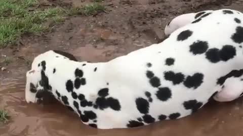 .A dirty zebra dog.