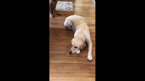 Epic pickle power struggle takes place between two doggies