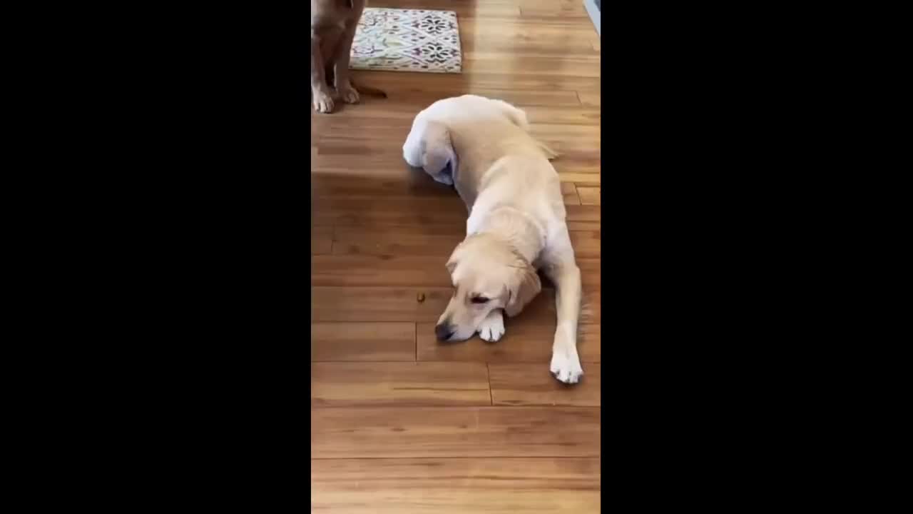 Epic pickle power struggle takes place between two doggies