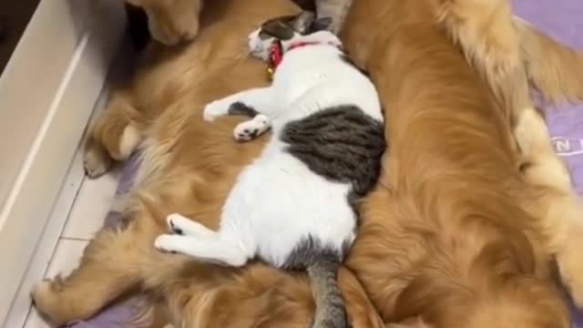 dog said to cat ' it's my place'