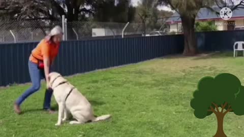 Dog training video