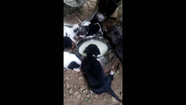 Newborn puppies sipping milk