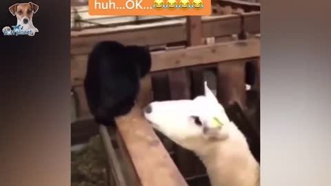 Funny pets and animals moments to make you laugh😂😂