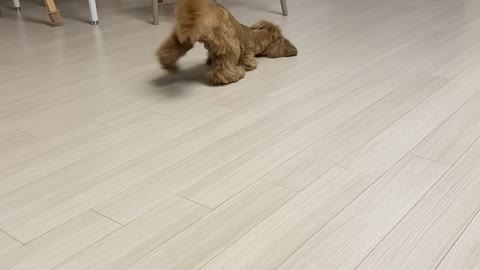 A dog playing alone like crazy.