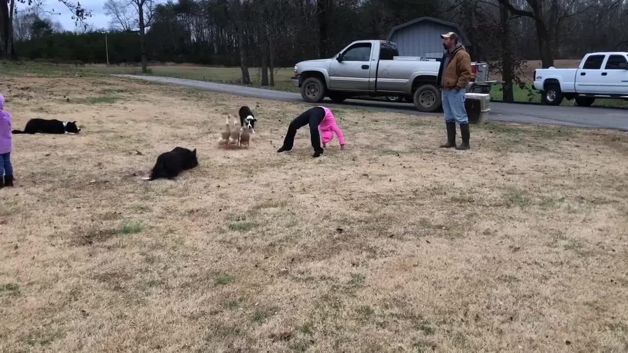 Dogs Lead Ducks Through Tricky Obstacle Course