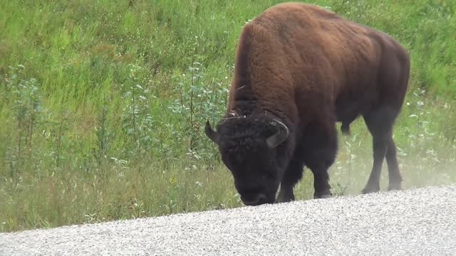 the biggest Buffalo