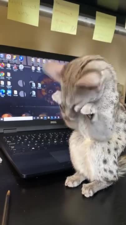 Funny Cats and Kittens Meowing Compilation