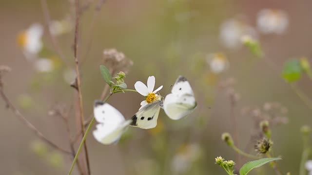 Nature flower-butterflies-wing