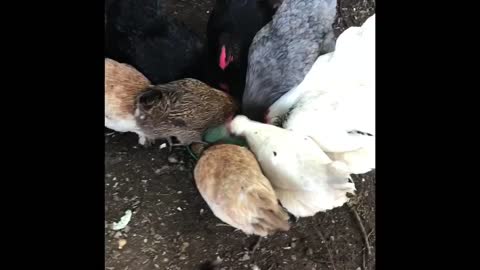 How the Hens tell me there Hungry