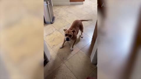 Funny Cats And Dogs Videos - Funniest Animal Videos 2021 🤣